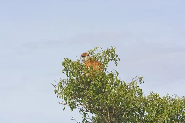 ΠΑΤΑΣ μαϊμού σε ένα δέντρο — Φωτογραφία Αρχείου