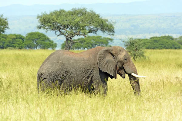 Elefante africano nella savana — Foto Stock