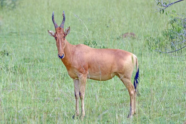 Lelwel Hartebeest nella Savana — Foto Stock