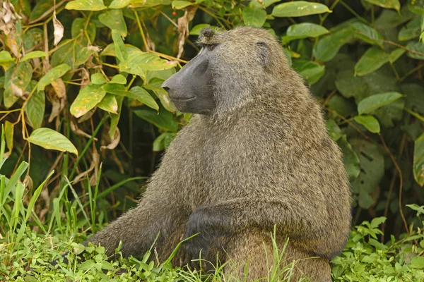 Babuíno azeitona macho na selva — Fotografia de Stock