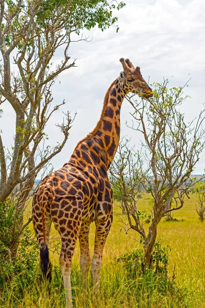 Giraffa di Rothchild che mangia da un albero — Foto Stock