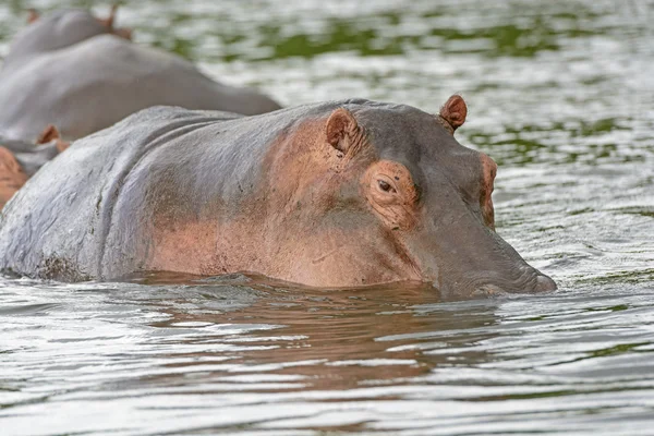 Hippo in de rivier — Stockfoto