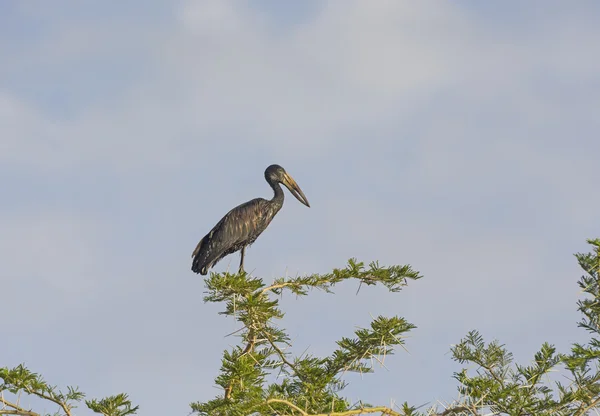 ツリー内のコウノトリのオープン請求 — ストック写真