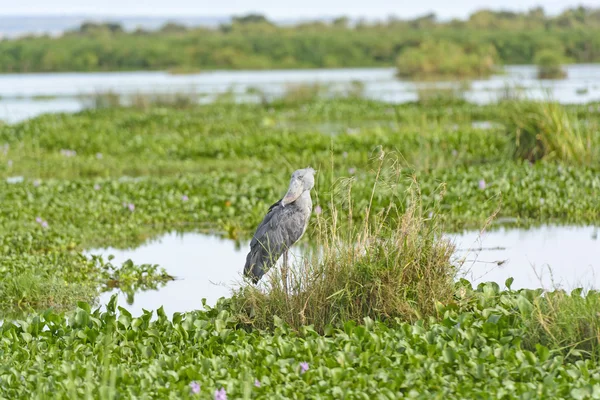 구두 청구 황새 늪 — 스톡 사진