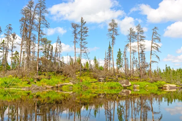 Pins morts dans les bois du Nord — Photo