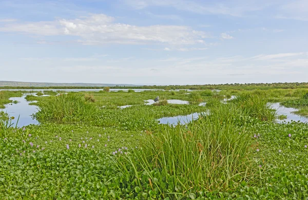 Shoebill wetland Habitat Completo com Shoebill — Fotografia de Stock