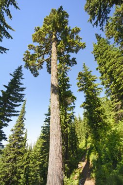 dağlarda boyunda çam