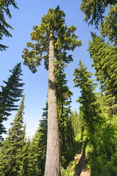 Vysoké borovice v horách — Stock fotografie