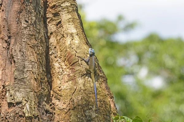 Regenbogenechse auf einem tropischen Baum — Stockfoto