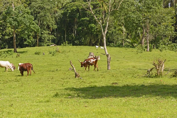 Szarvasmarha farm Afrikában — Stock Fotó