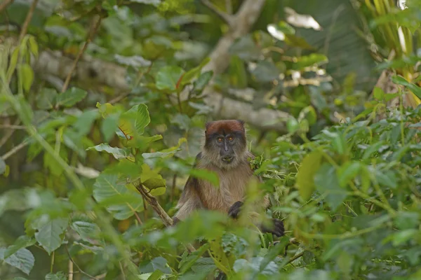 Colobo rojo ugandés en la selva — Foto de Stock