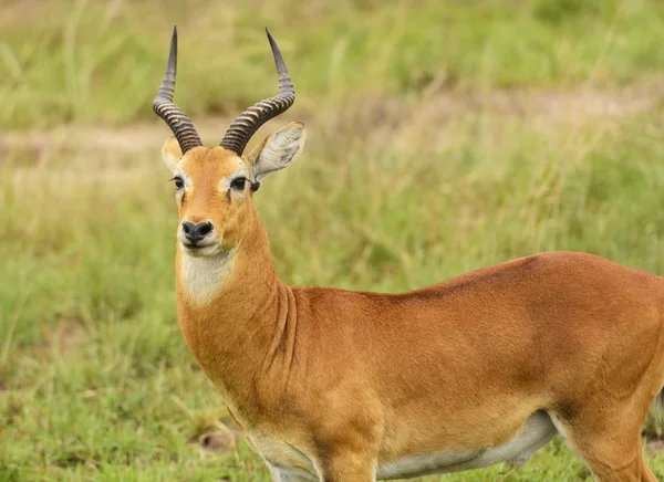 Ugandan Kob in the Veldt — Stock Photo, Image