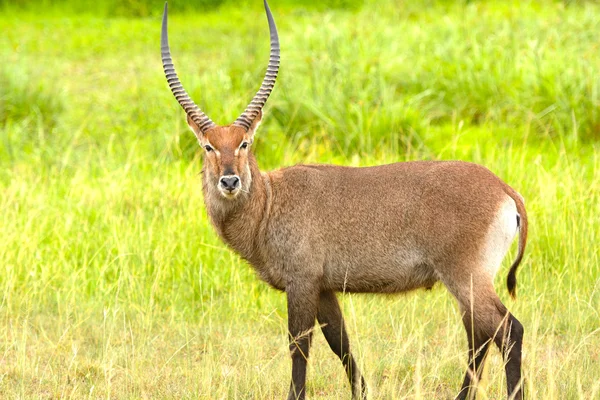 A Waterbuck in the African Veldt — Stock Photo, Image