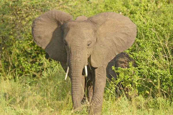 Afircan Elefante nel cespuglio — Foto Stock