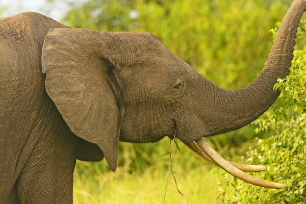 African Elephant with large tusks in Uganda
