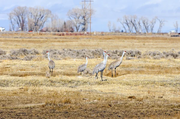 Sandhill jeřáby na pole ladem — Stock fotografie