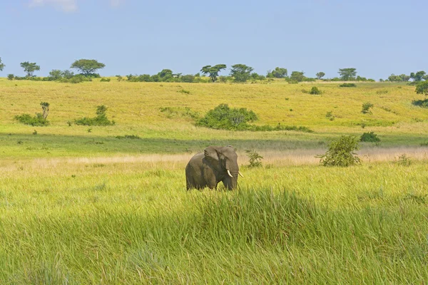 Slon africký na savany — Stock fotografie