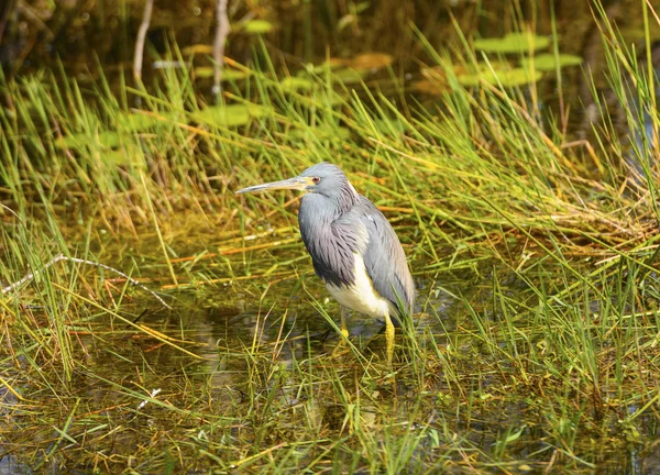 Tricolored Heron in teh Swamp — Stock Photo, Image