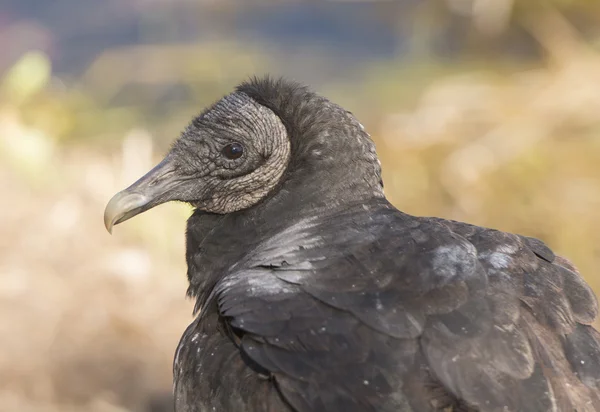 검은 독수리 가까이 보기 — 스톡 사진
