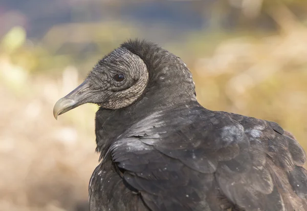 Abutre preto Close up View — Fotografia de Stock