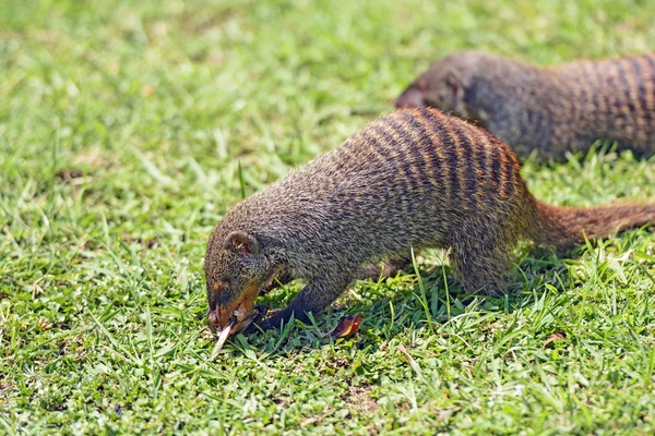 Banded Mongoose in Africa — Stock Photo, Image