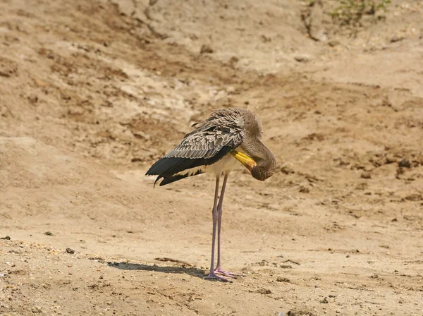 Maribou Stork preening na costa do rio — Fotografia de Stock