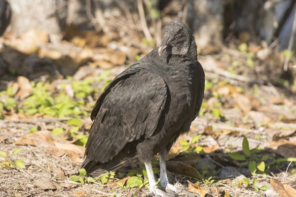 Perfil de Buitre Negro — Foto de Stock