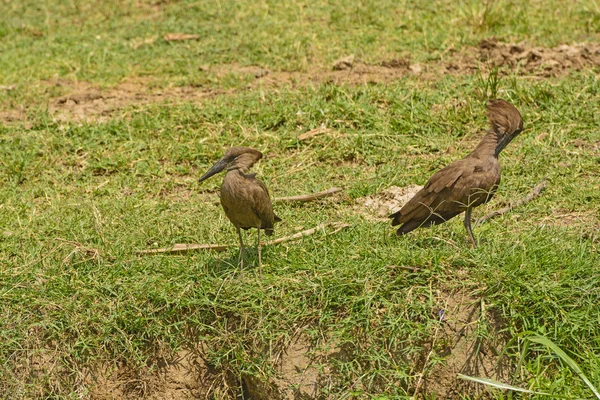 Pair of Hamerkops in the wilderness — Stock Photo, Image