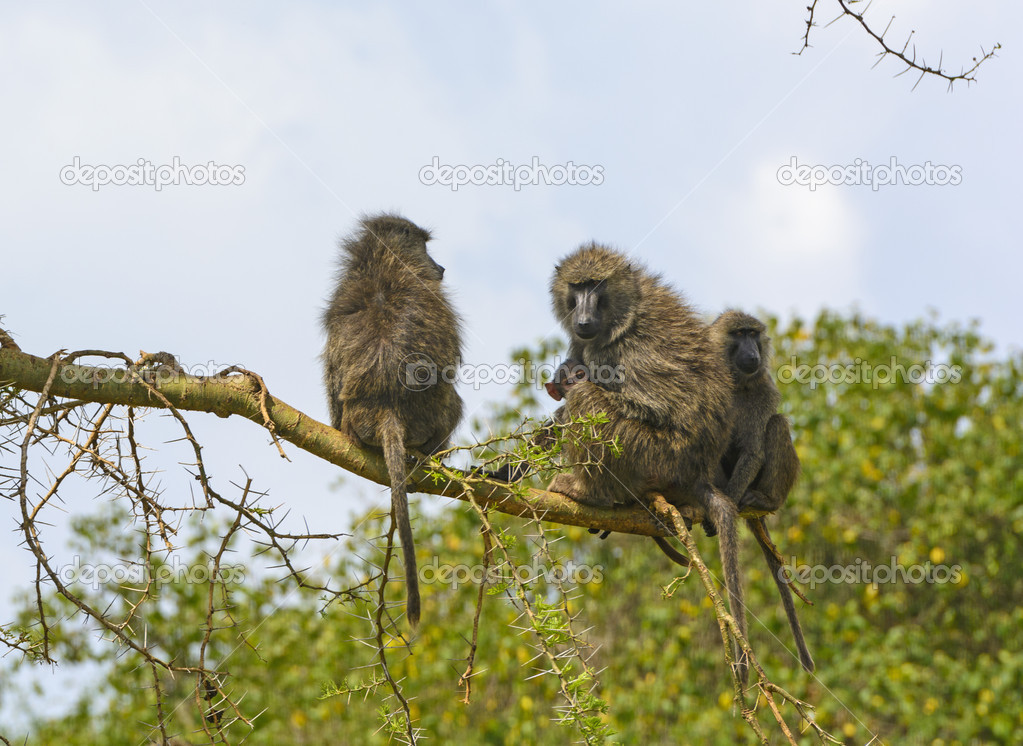 Baboon Family in a Tree