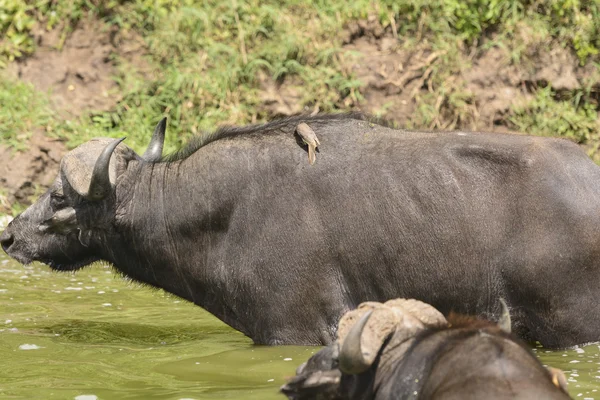 Oxpecker on a Cape Buffalo — Stock Photo, Image