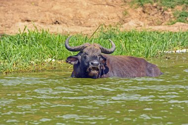 Cape buffalo bir Afrika nehir