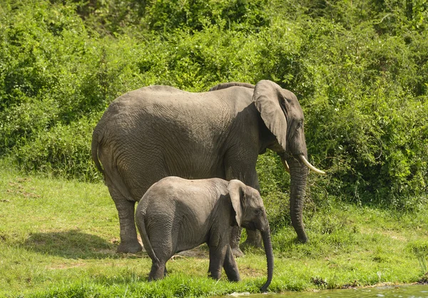 Mama și bebelușul elefant de-a lungul unui râu — Fotografie, imagine de stoc