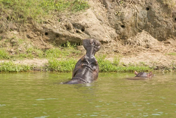 Bagsidevisning af en Hippo Yawn - Stock-foto