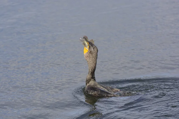 Double Crested Cormorant Swallowing a Fish — Stock Photo, Image