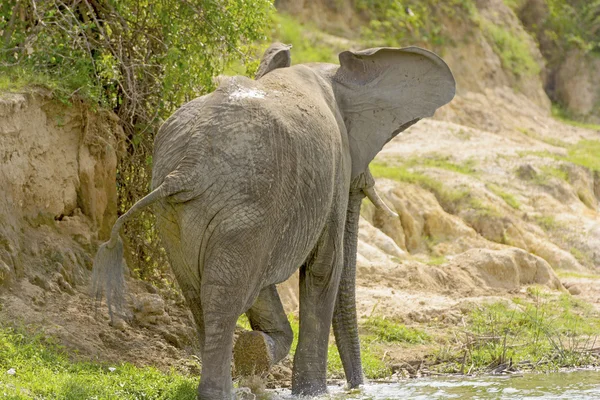 Back View of and Elephant walking along a River