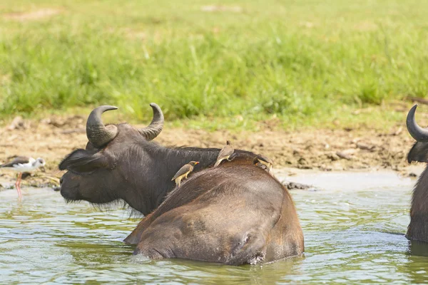 Gulnäbbad oxhackare på en cape buffalo — Stockfoto