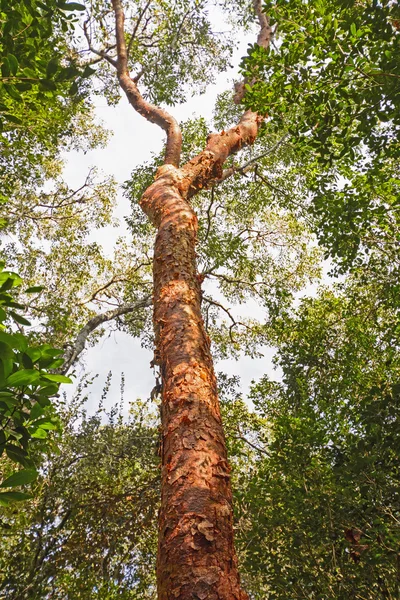 Gumbo-Limbo 나무 숲에서 — 스톡 사진