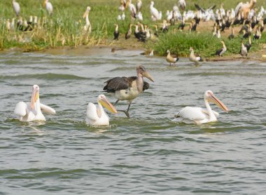 Marabou Stork chasing Three Great White Pelicans clipart
