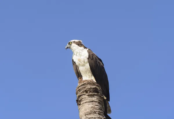 Osprey v divočině — Stock fotografie