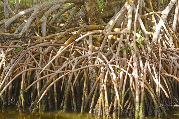 Raízes de mangue vermelho nos trópicos — Fotografia de Stock