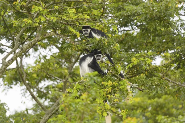 Czarno-białe colobus małp w drzewo — Zdjęcie stockowe