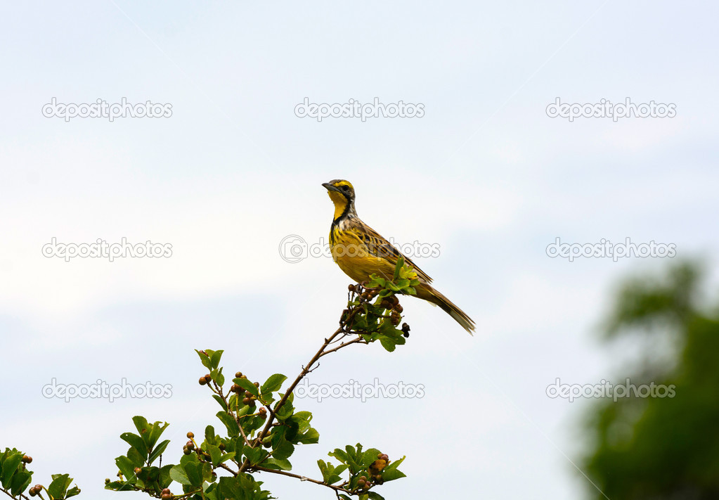 Yellow-Throated Long Claw in Africa