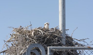 Osprey radyo kulesine bir yuva üzerinde