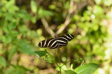 Zebra longwing kelebek alt tropikal orman