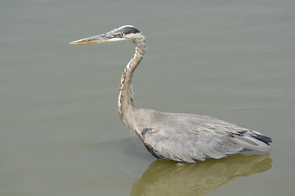 Blauwe reiger in een kleine vijver — Stockfoto