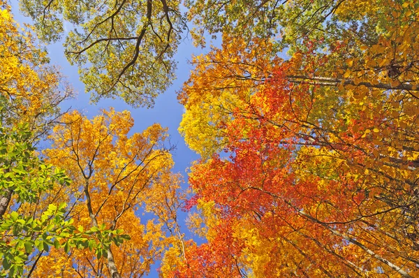 Fällt Farben in die Baumkronen des Waldes — Stockfoto