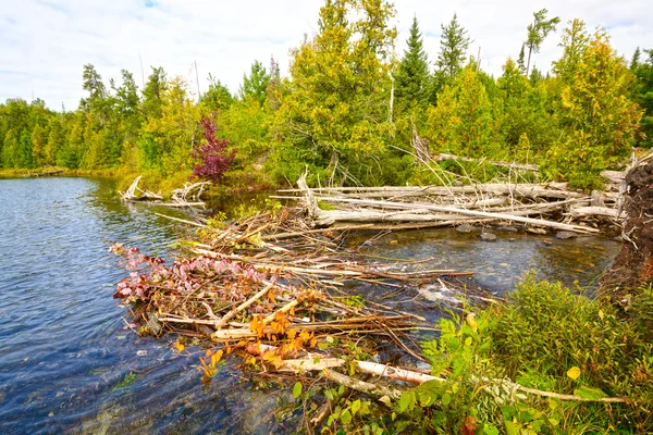 A Beaver Dam in the Wilderness — Stock Photo, Image