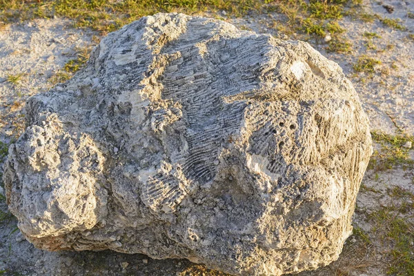 Shell Limestone on the Coast — Stock Photo, Image