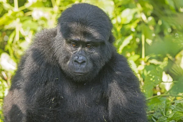 Jovem Gorila Montanha na Floresta — Fotografia de Stock