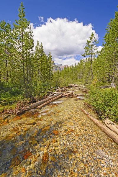 Alpine Creek en un día de verano —  Fotos de Stock